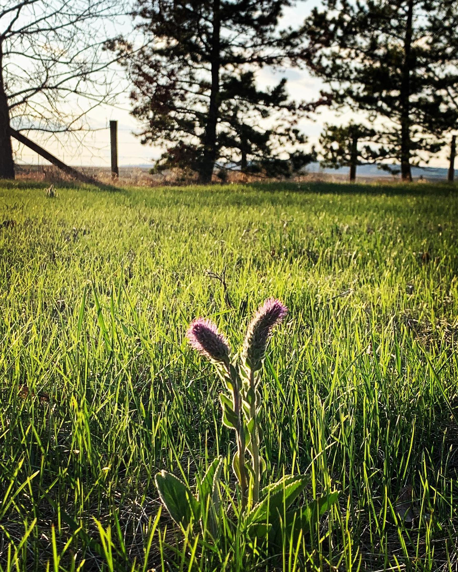 A single purple wildflower growing in sunlit green grass with trees in the background.