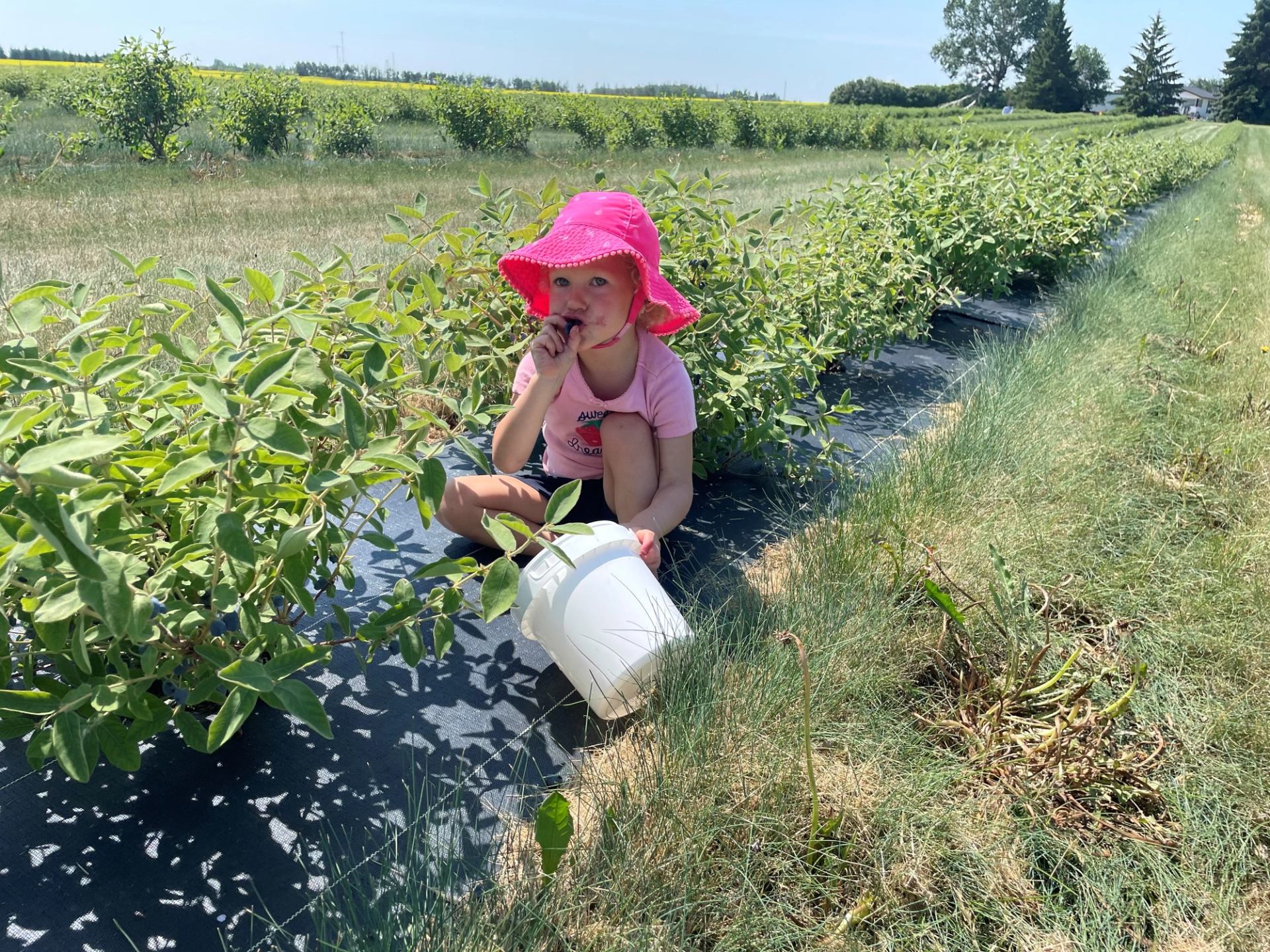 Child in pink hat sits among berry bushes with white pail in farm field.