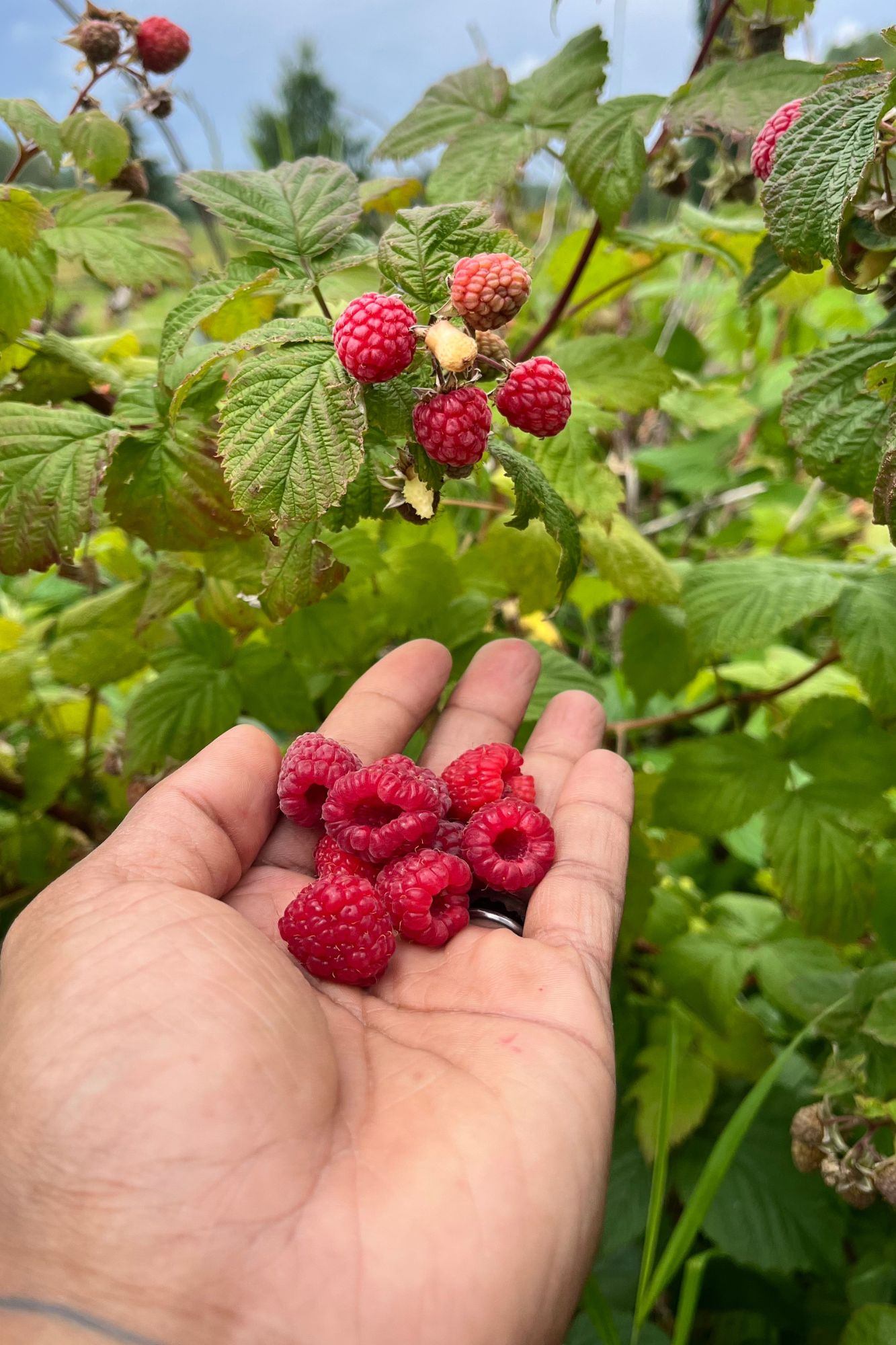 Hand holding freshly picked raspberries beneath raspberry canes with ripe and unripe berries.