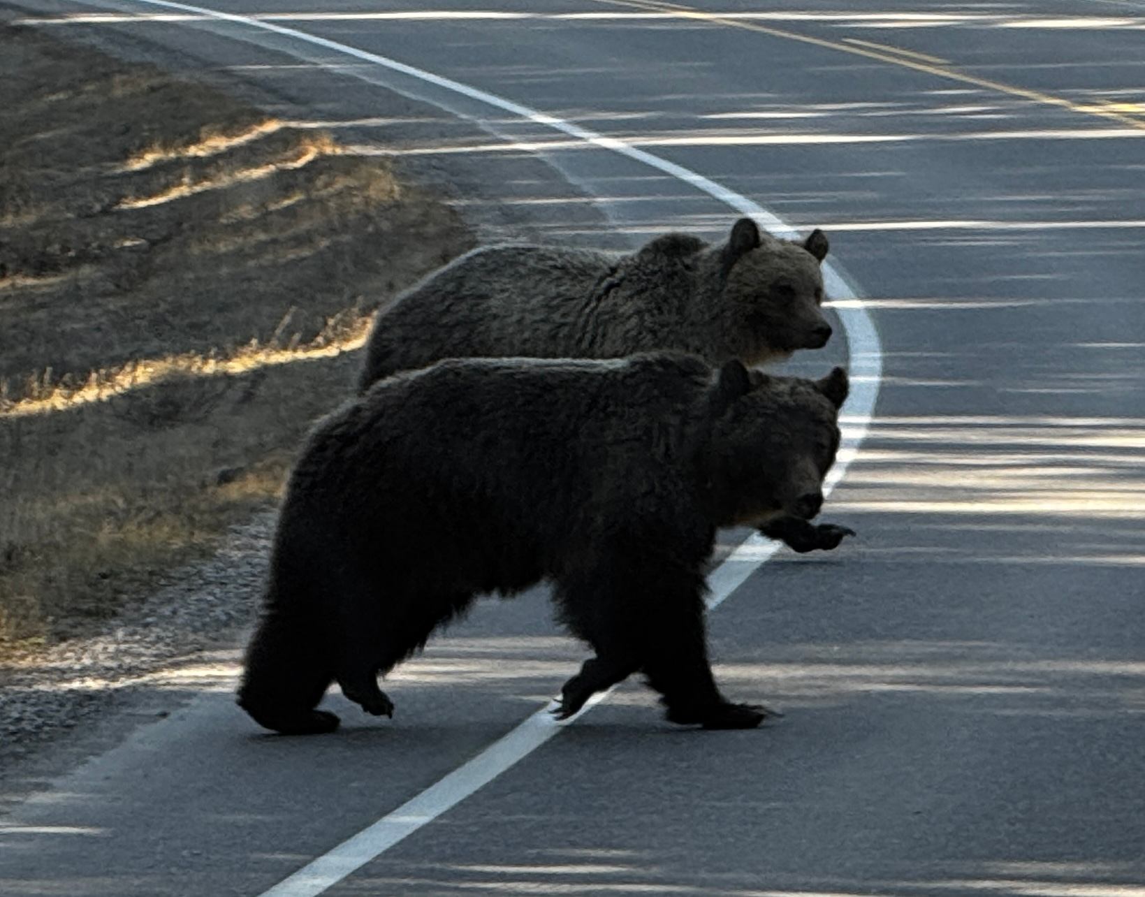 Two bears crossing the road during the Wildlife tours