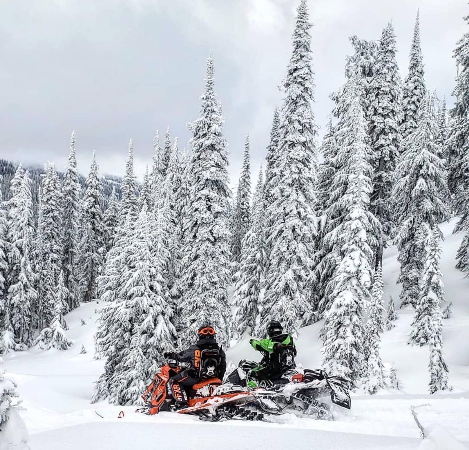 Snowmobilers pause among snow-covered evergreen trees on a mountain slope.