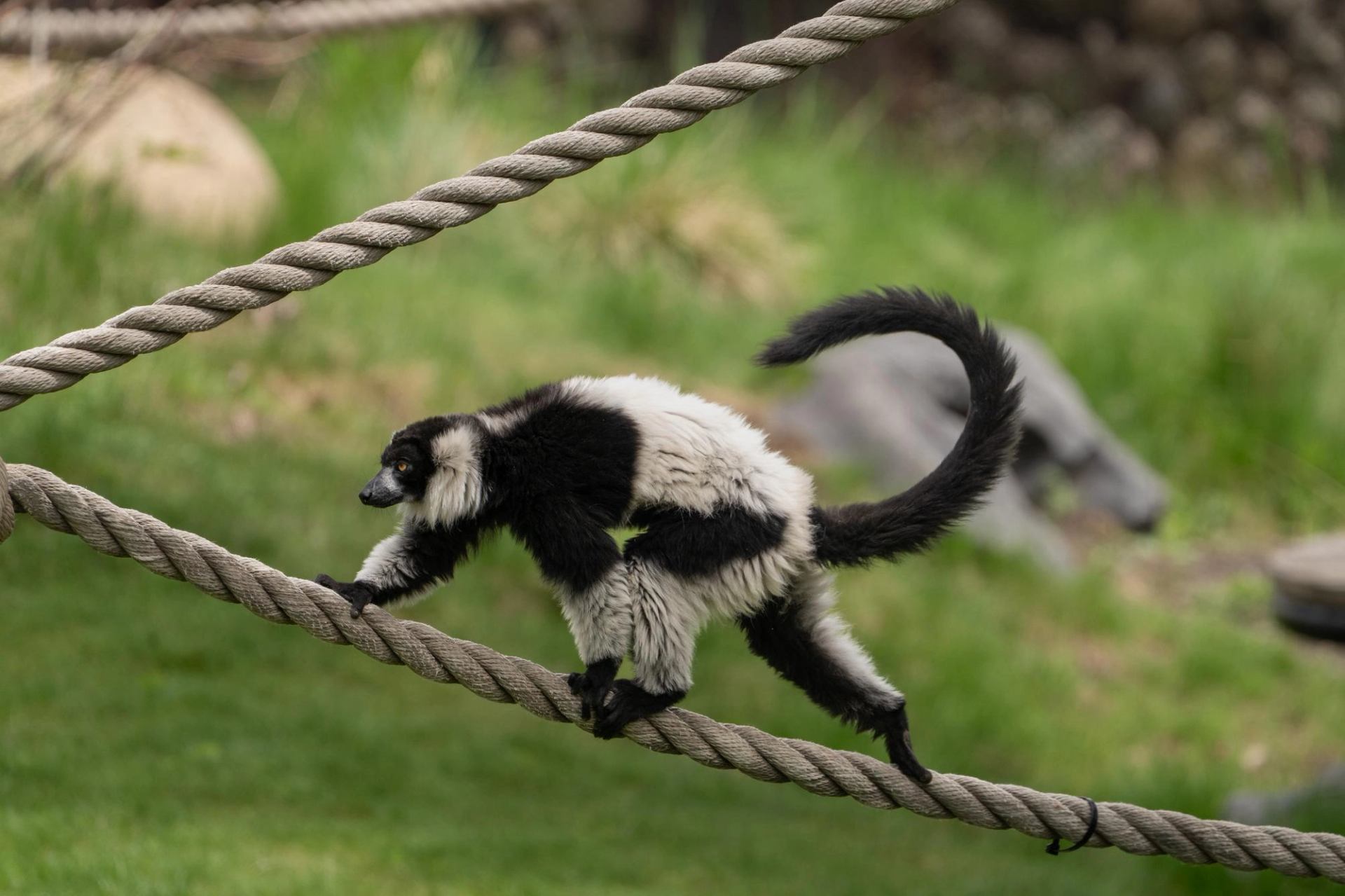 Black and white lemur walks along a thick rope above green grass enclosure.