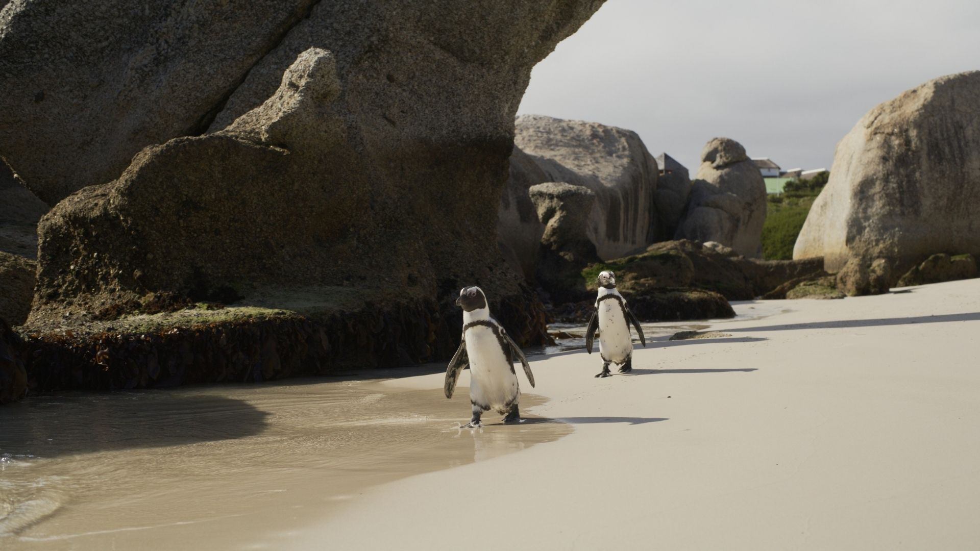 Two penguins walking across a sandy beach framed by large coastal rocks and soft daylight.