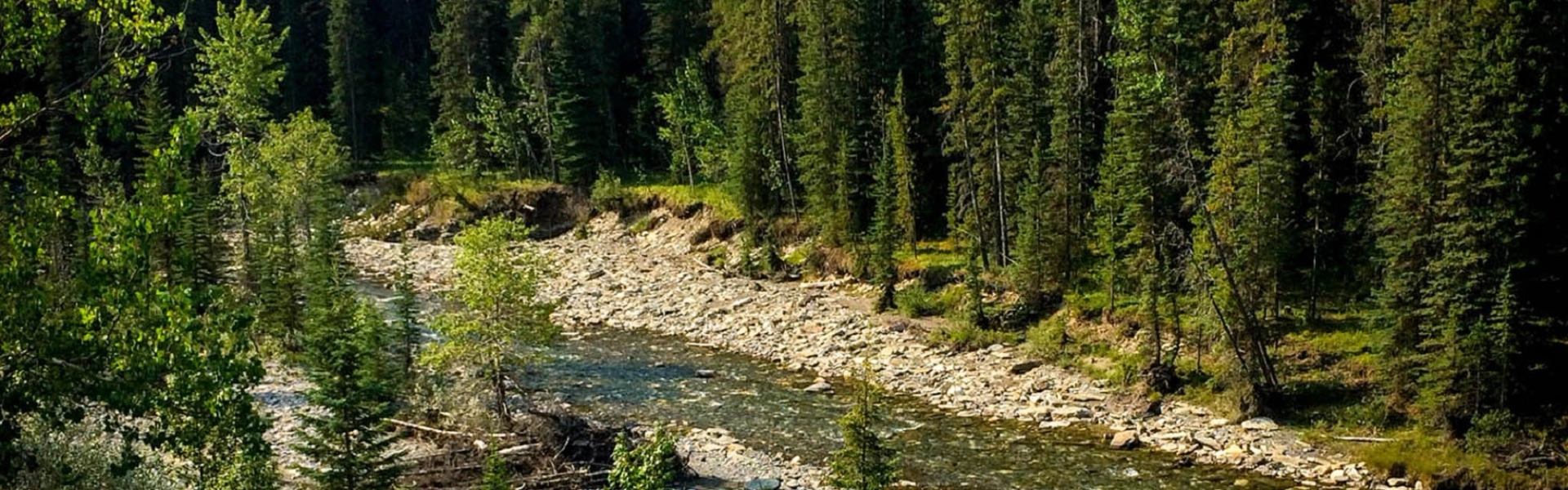 A river running through the forest.