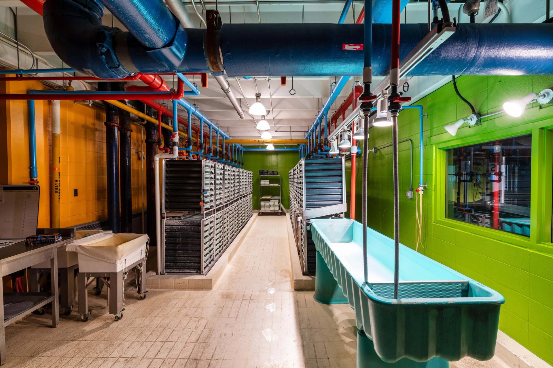 Colorful hatchery room with teal tanks, bright green walls, and overhead pipes.