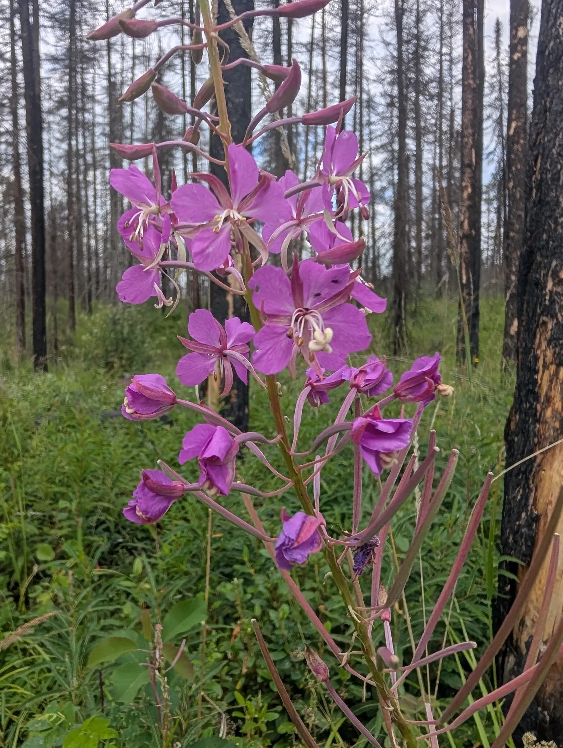 Tall purple wildflower grows among green undergrowth and charred tree trunks in forest.