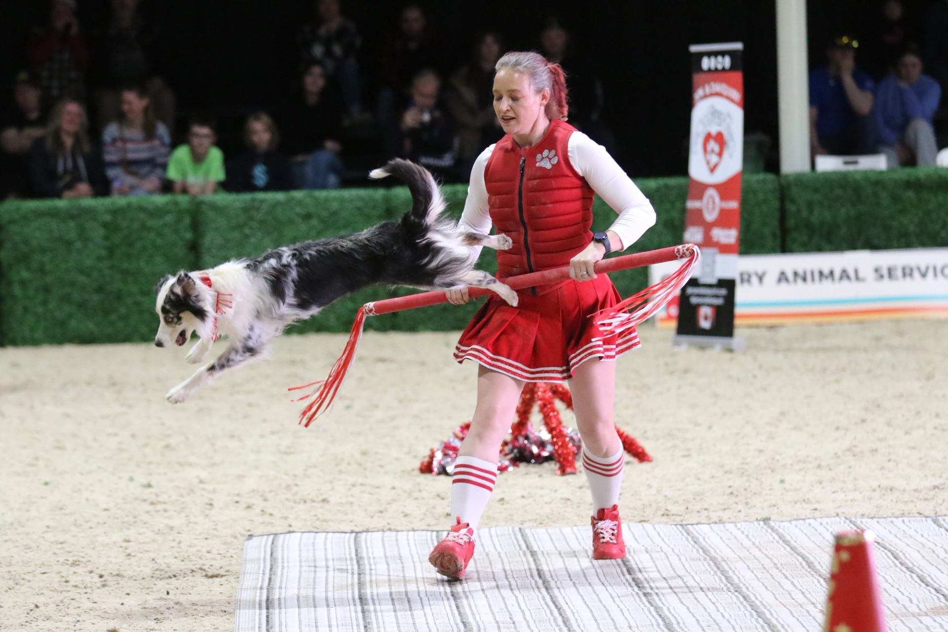A dog leaps over a bar held by a performer during an indoor trick show.