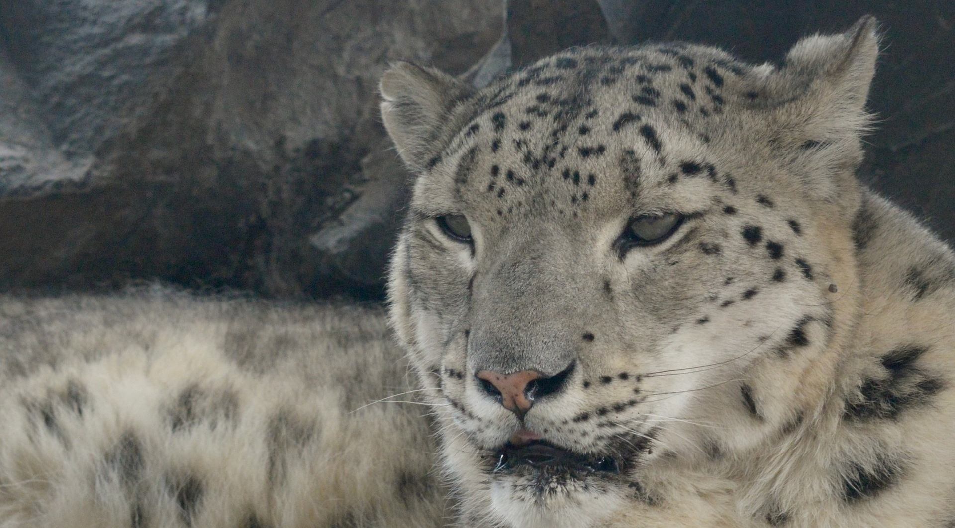 A snow leopard lies near a rock formation, facing forward with its spotted fur clearly visible.