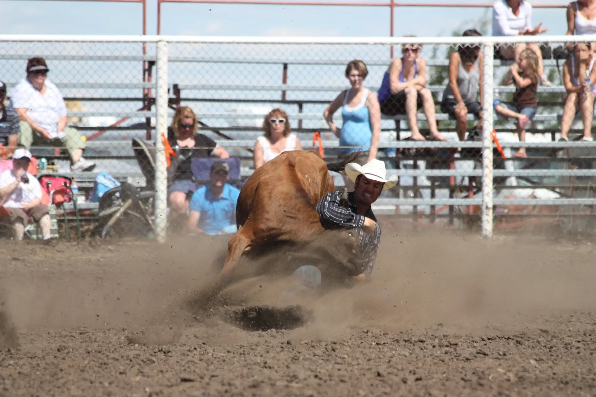 Rodeo competitor wrestling steer to the ground in a dusty arena.