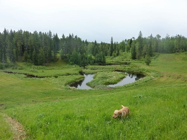 A golden retriever walks through tall green grass in a field overlooking a winding pond and forest under an overcast sky.