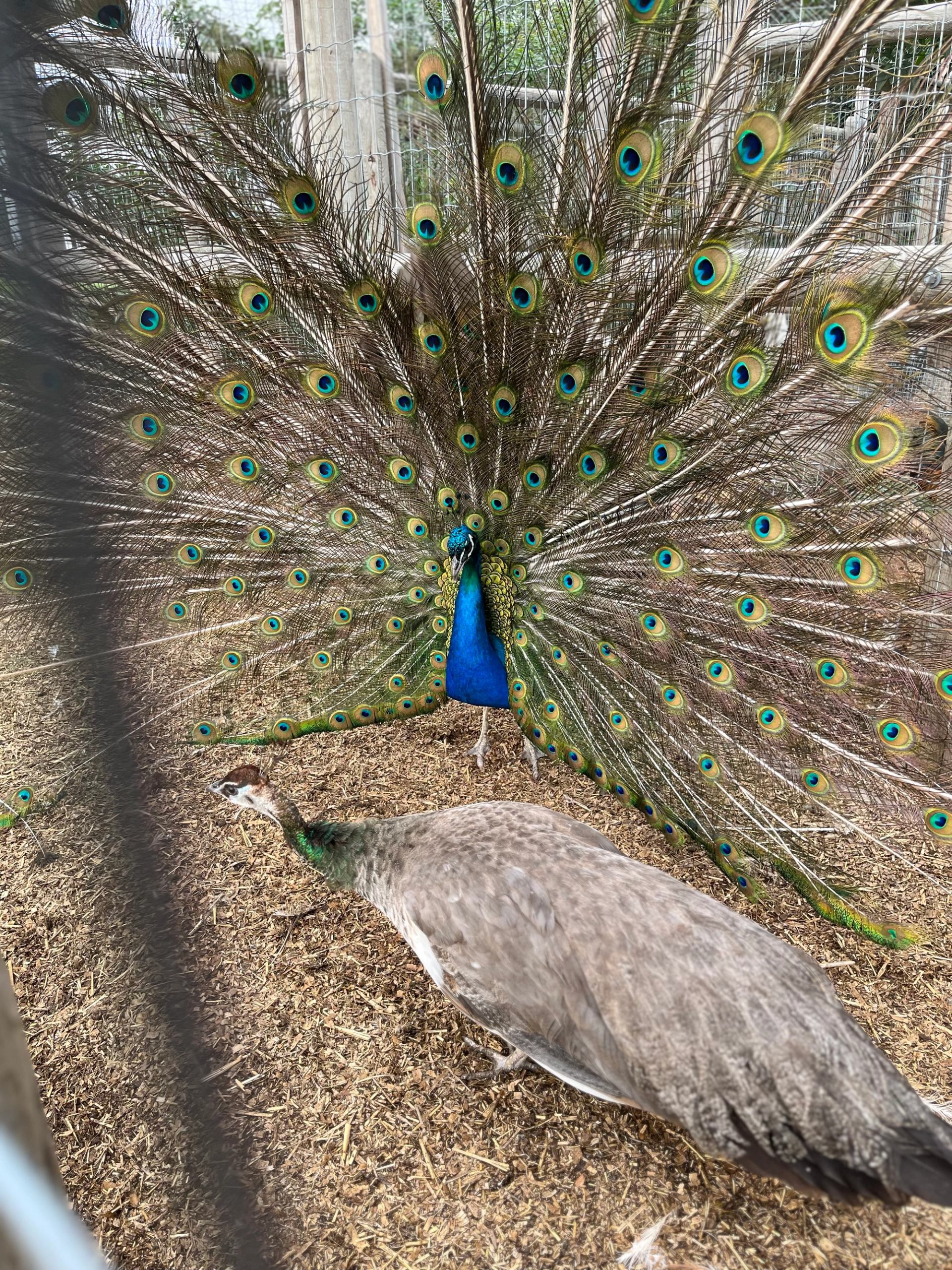 Peacock with tail feathers fully fanned beside another bird on a dirt enclosure.