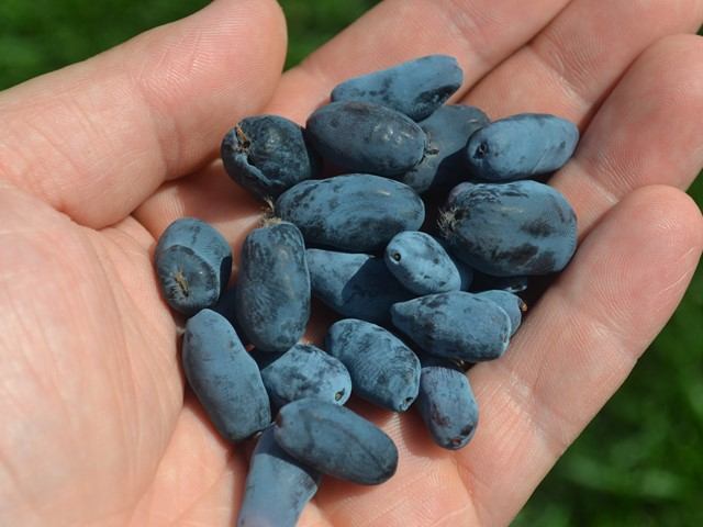 Hand holding freshly picked blue berries at Red Lodge U-Pick.