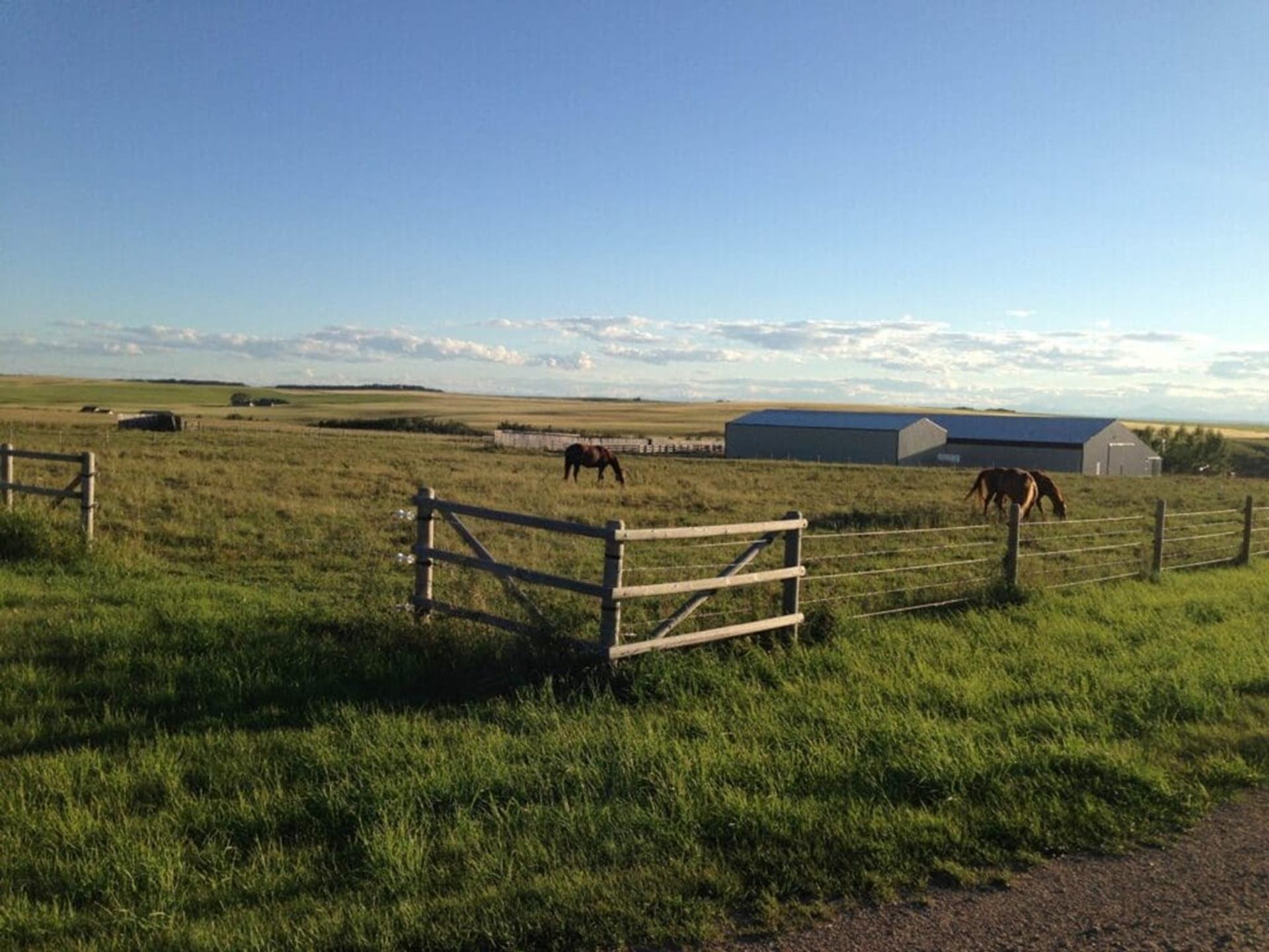 Open prairie field with grazing horses, wooden fences and distant farm buildings under clear sky.