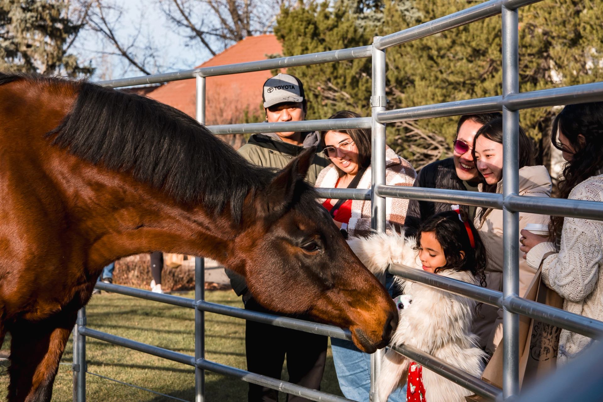 Horse interacting with visitors through a metal fence at the International Christmas Market.