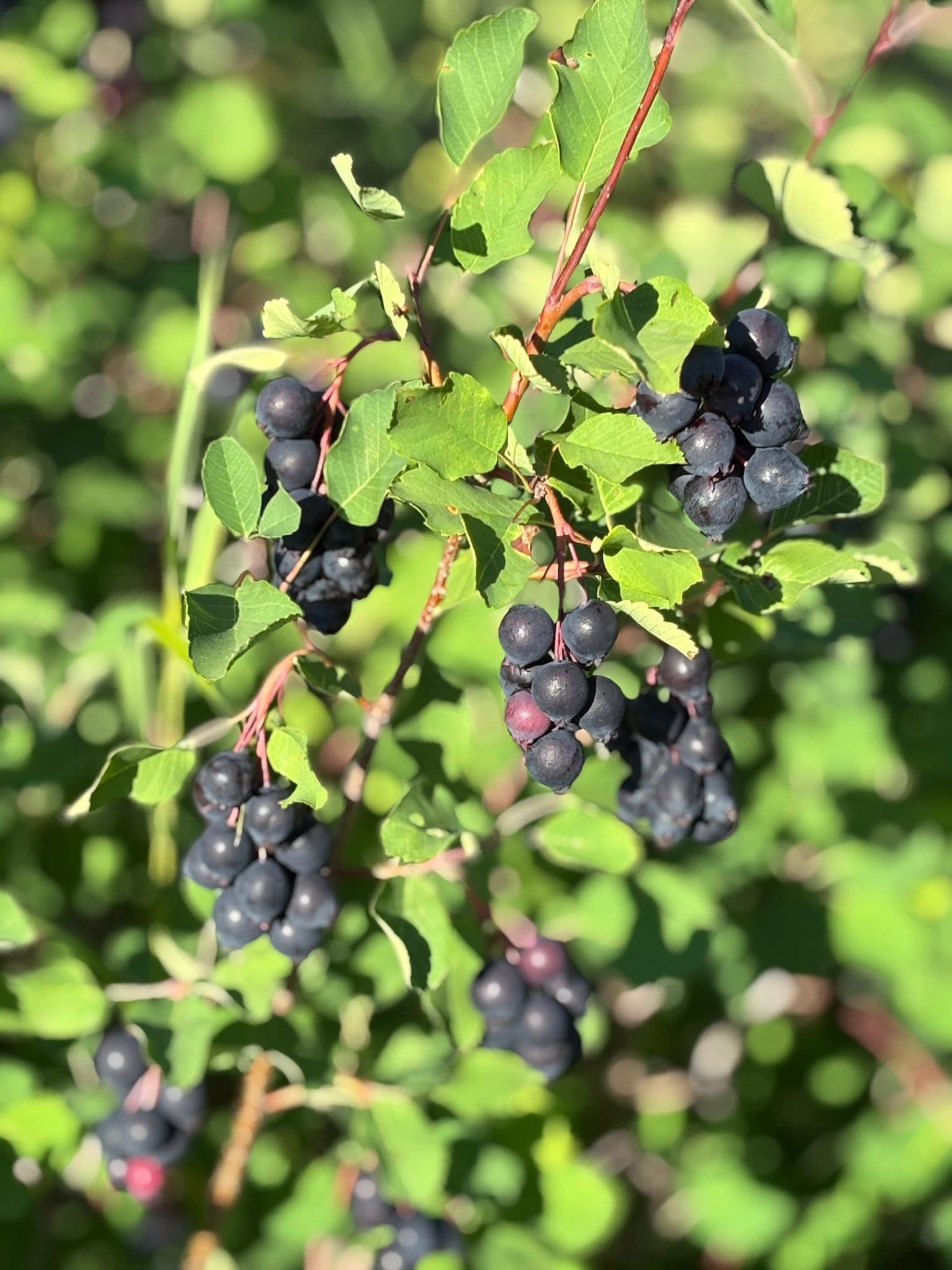 Dark purple berries hanging in clusters on leafy green branches outdoors.