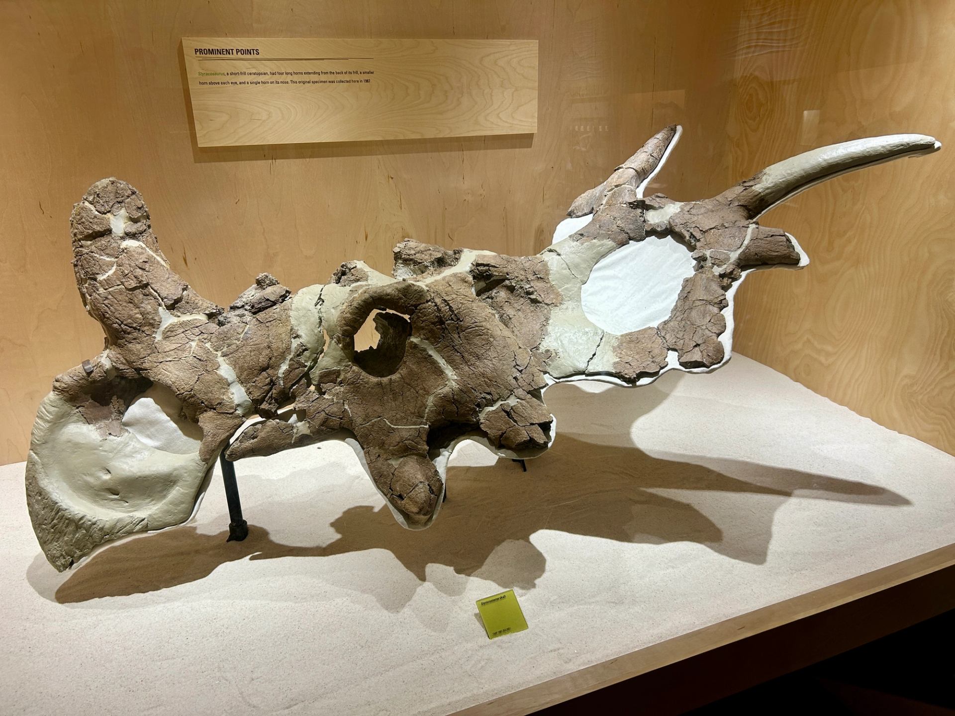 Horned dinosaur skull fossil displayed in a museum case with an information panel.