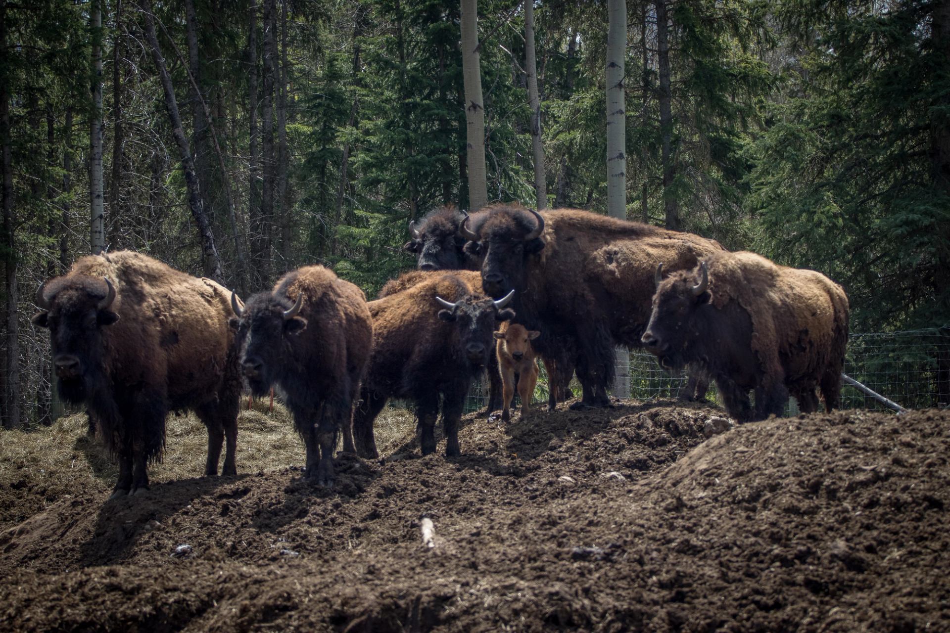 A herd of bison, including adults and a calf, stands on muddy ground in front of a forest.