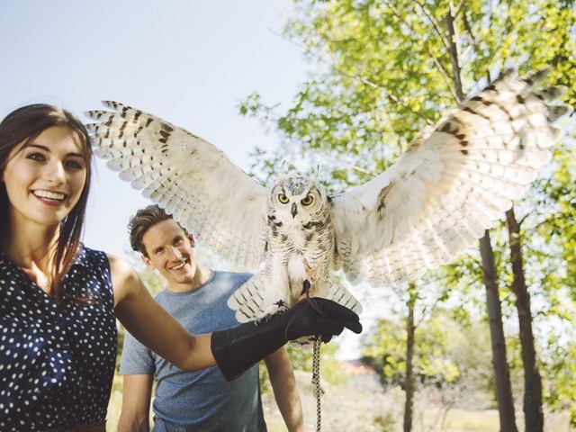 A young woman holding an owl at the Alberta Birds of Prey Visitor's Centre in Coaldale.
