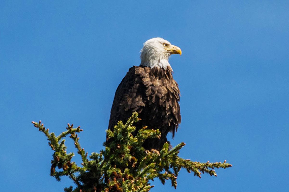 A bald eagle resting on top of a tree.