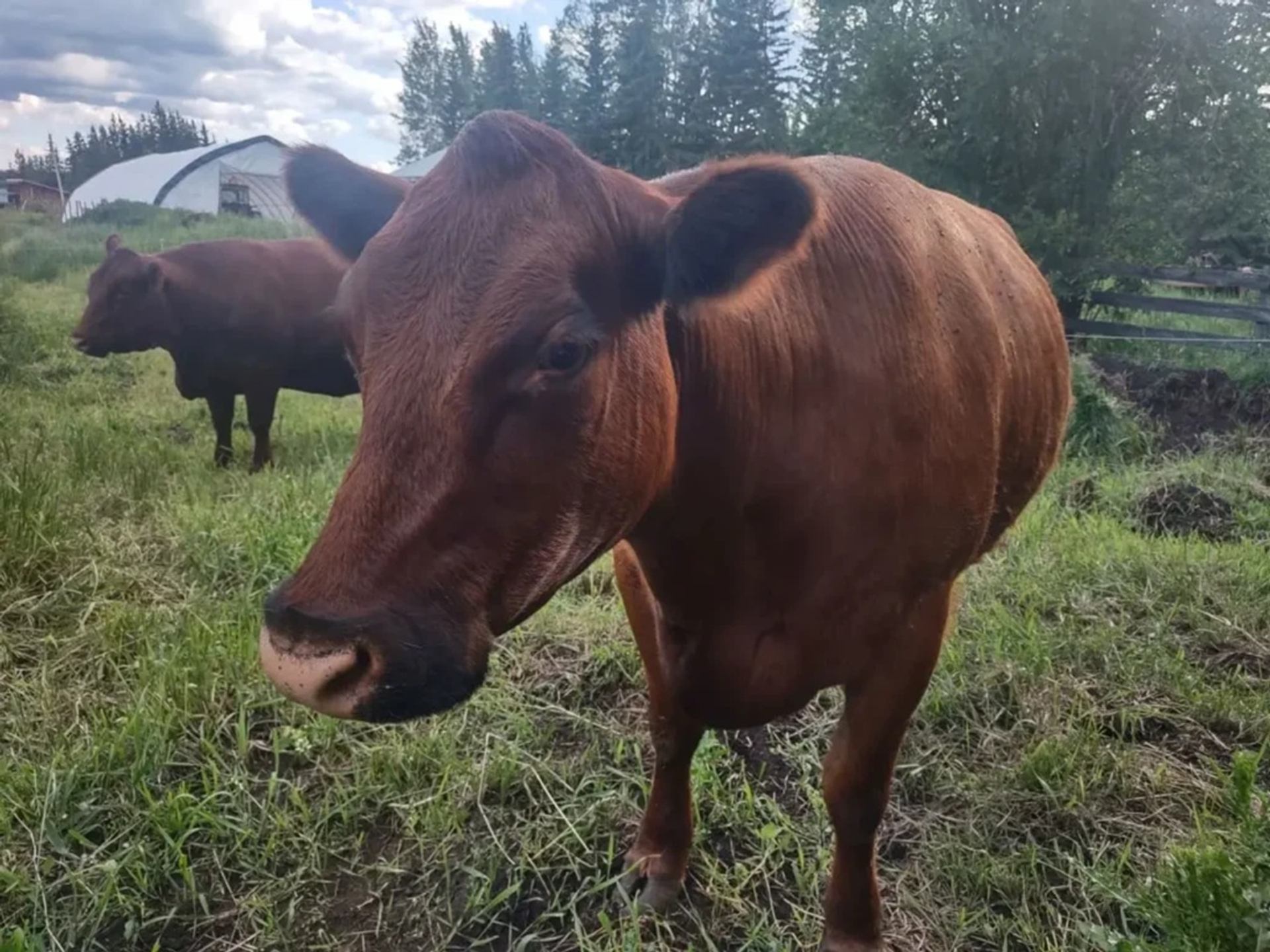 Brown cow standing in grassy field with another cow and trees in background.