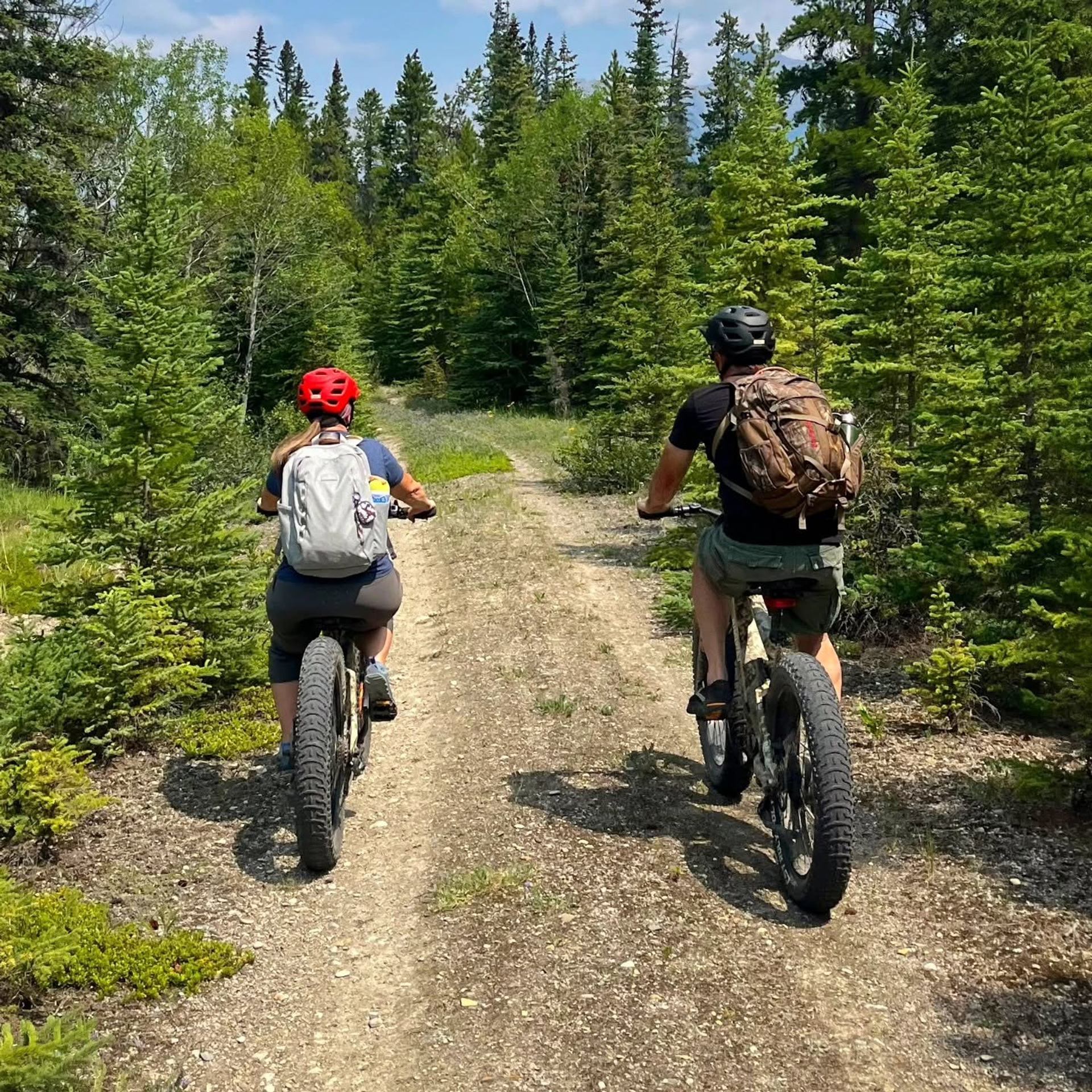 Cyclists ride fat bikes along a dirt trail through dense evergreen forest.