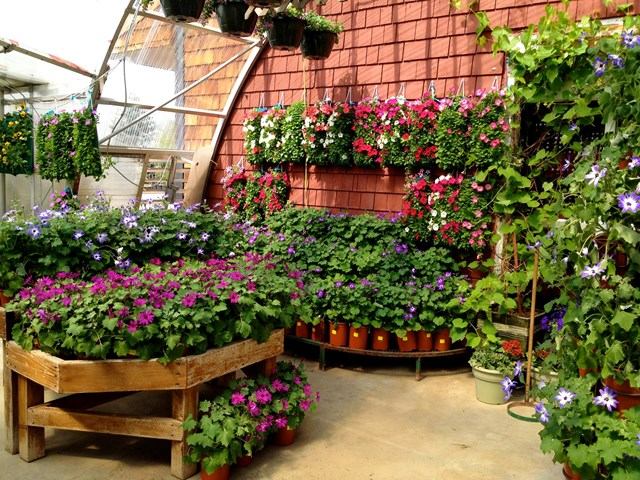 Greenhouse garden beds with colorful potted flowers and green plants along a walkway.