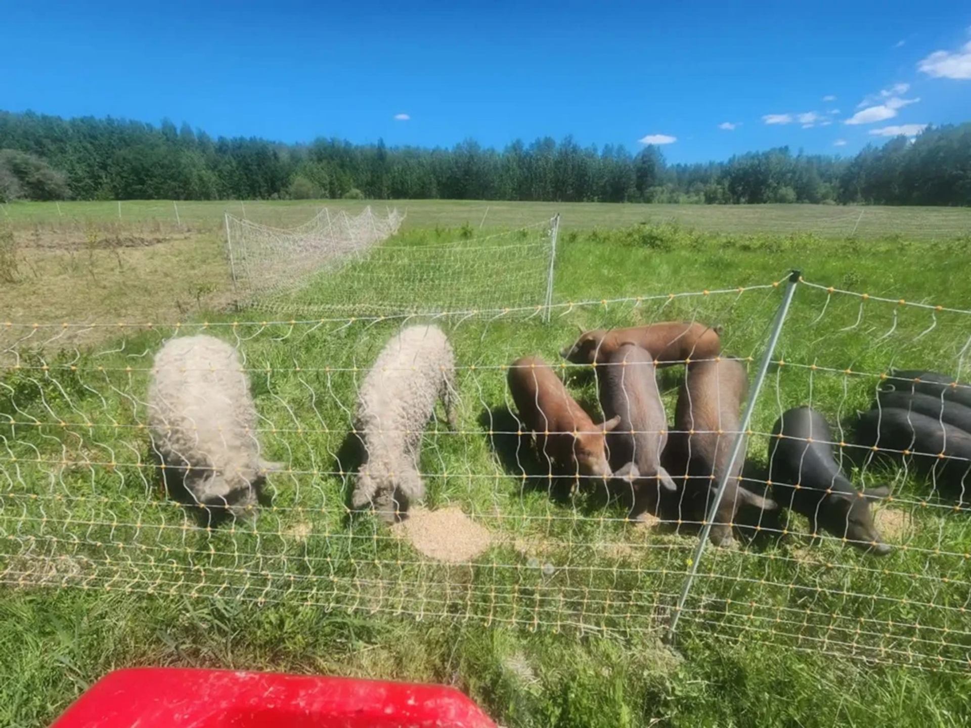Sheep and pigs graze behind mesh fencing in a green pasture under blue sky.