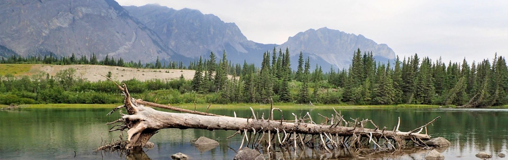 Calm lake with driftwood, pine forest, and mountain backdrop.