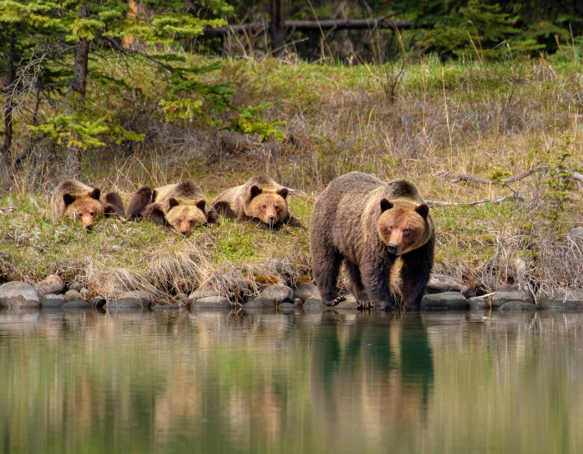 Grizzly bear stands at lake edge while three others lie on grassy shore nearby.