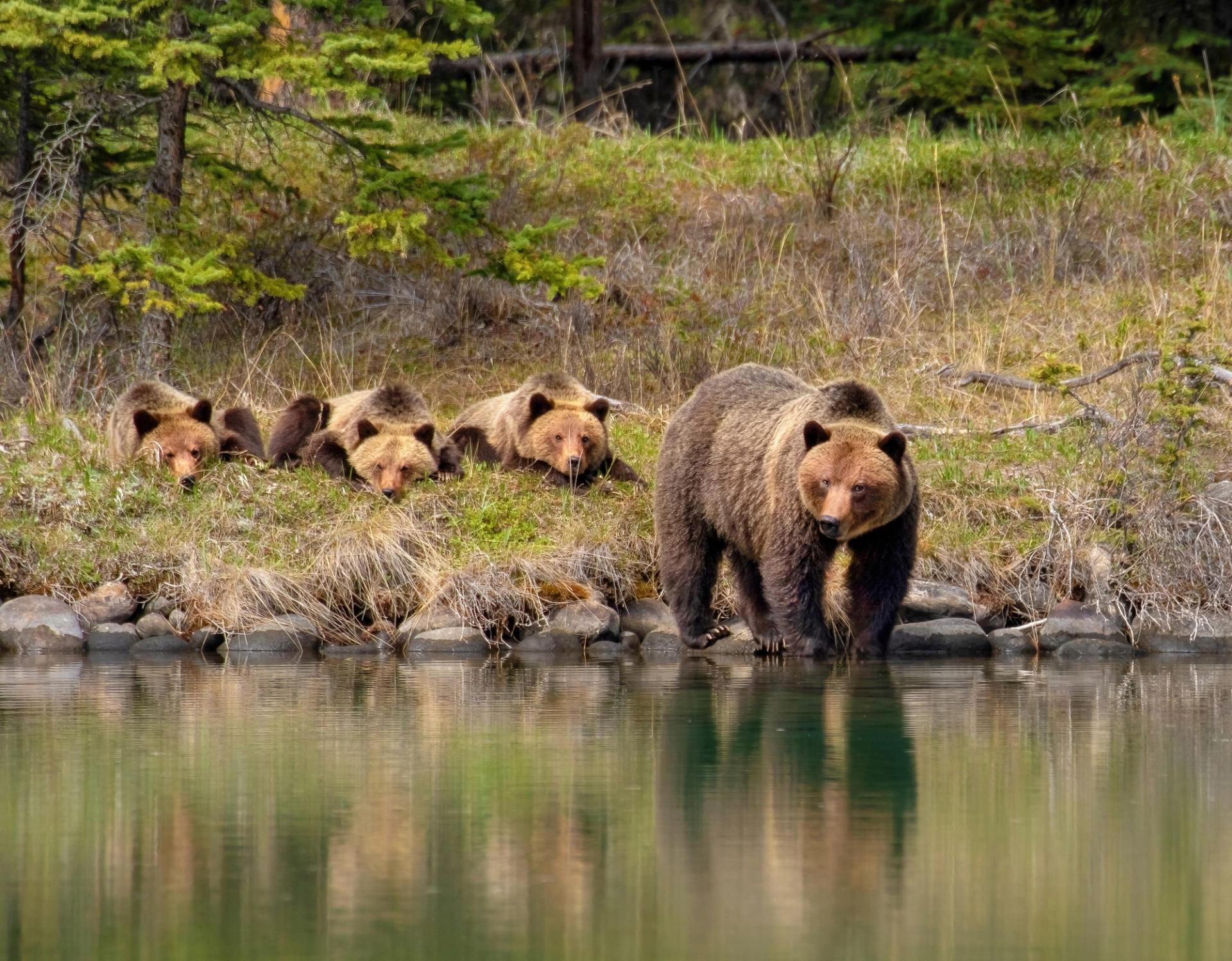 Grizzly bear stands at lake edge while three others lie on grassy shore nearby.