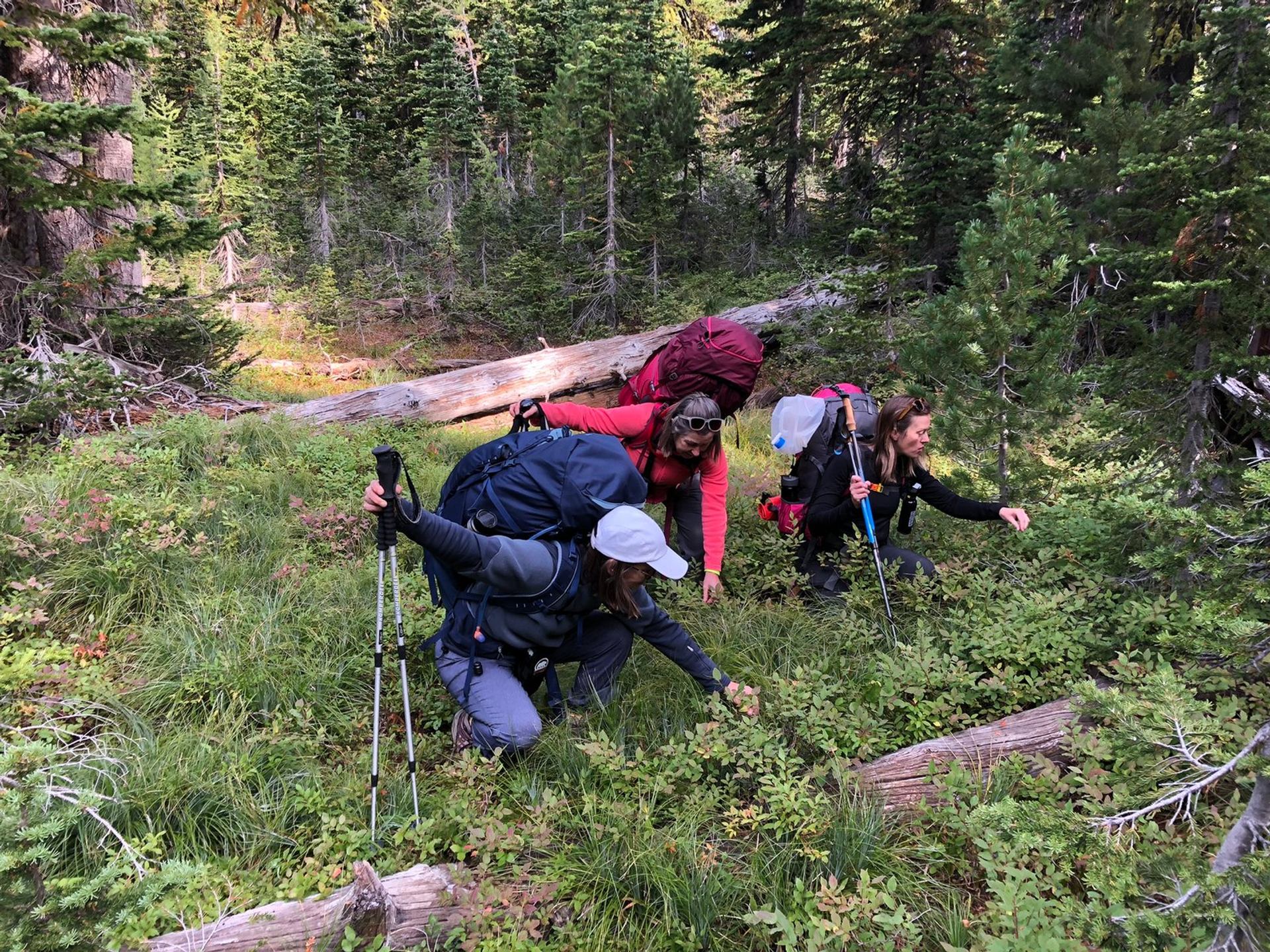 Backpackers crouch in dense forest undergrowth, examining plants beside fallen logs and trees.