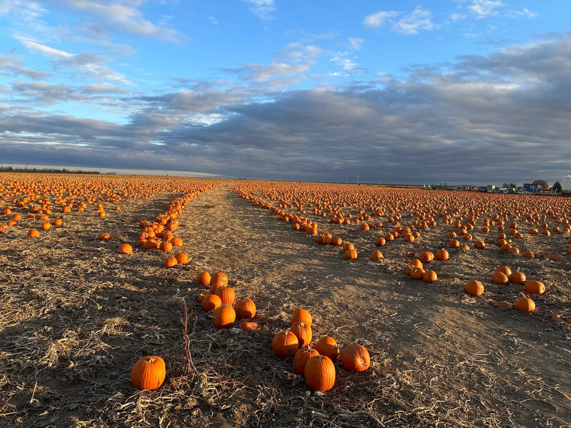 Sunset over a pumpkin field with rows of pumpkins ready for picking.