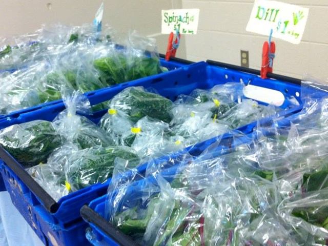 Bags of spinach and dill in blue bins at Boyle Farmers' Market.