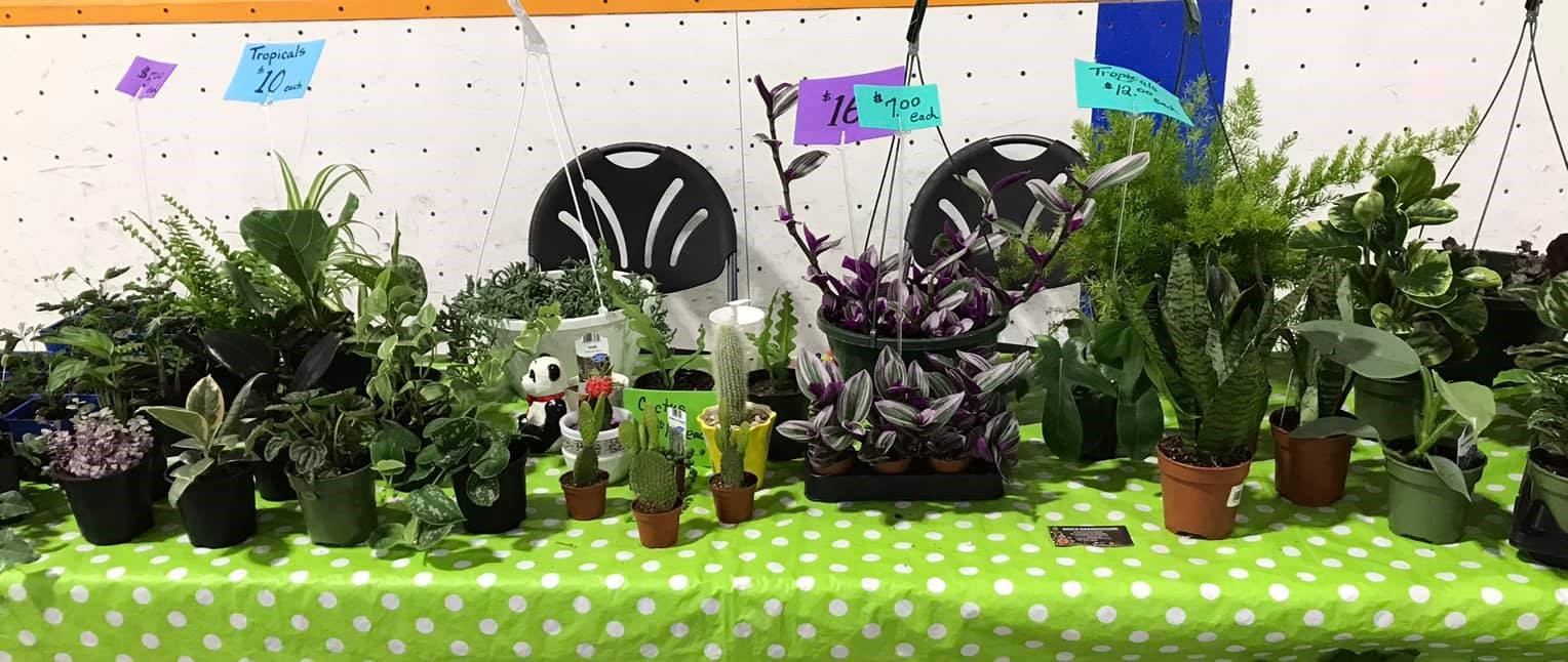 Potted plants and succulents on display with sale signs at Andrew Farmers' Market.