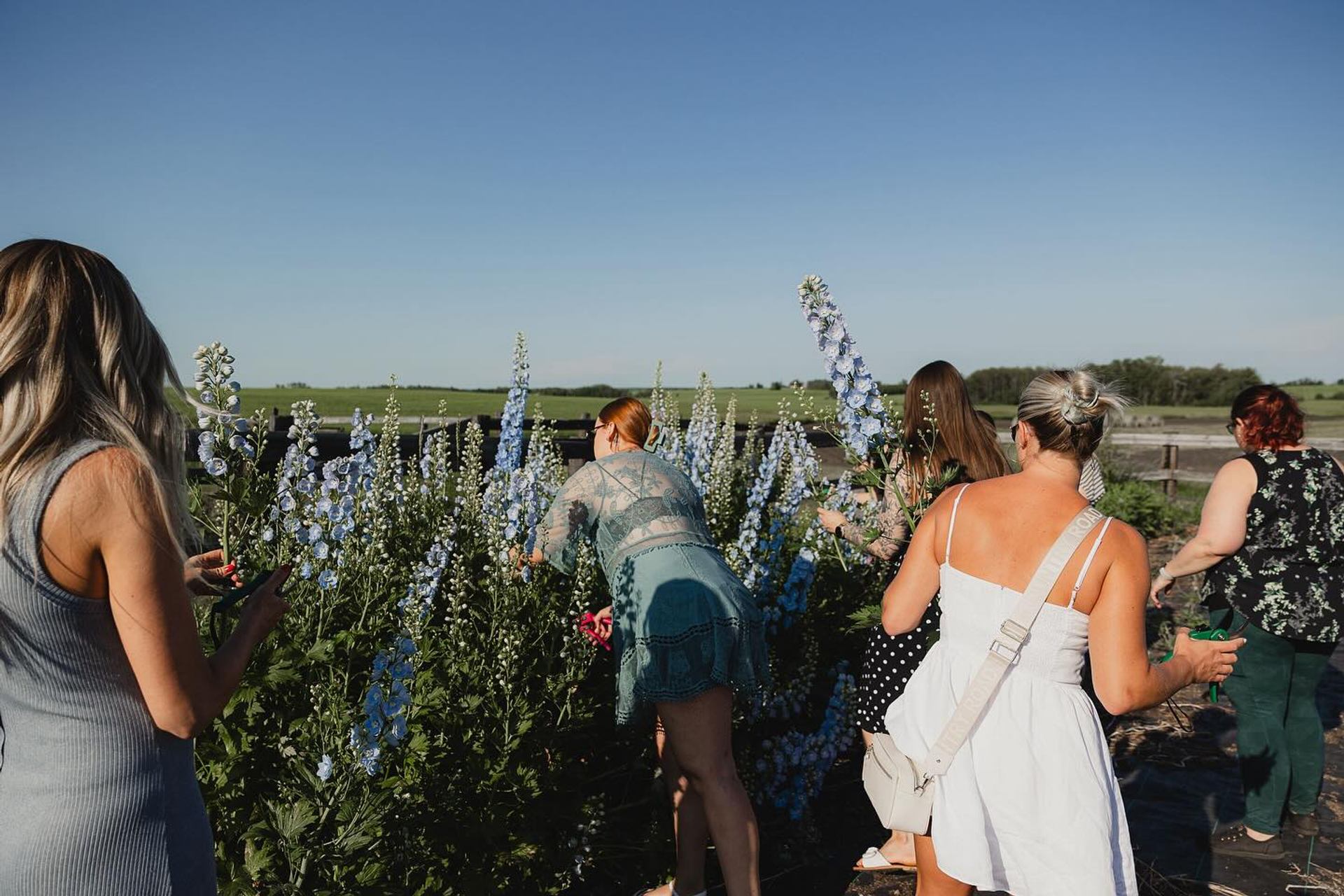 Group of people picking tall blue flowers in a rural field under clear sky.