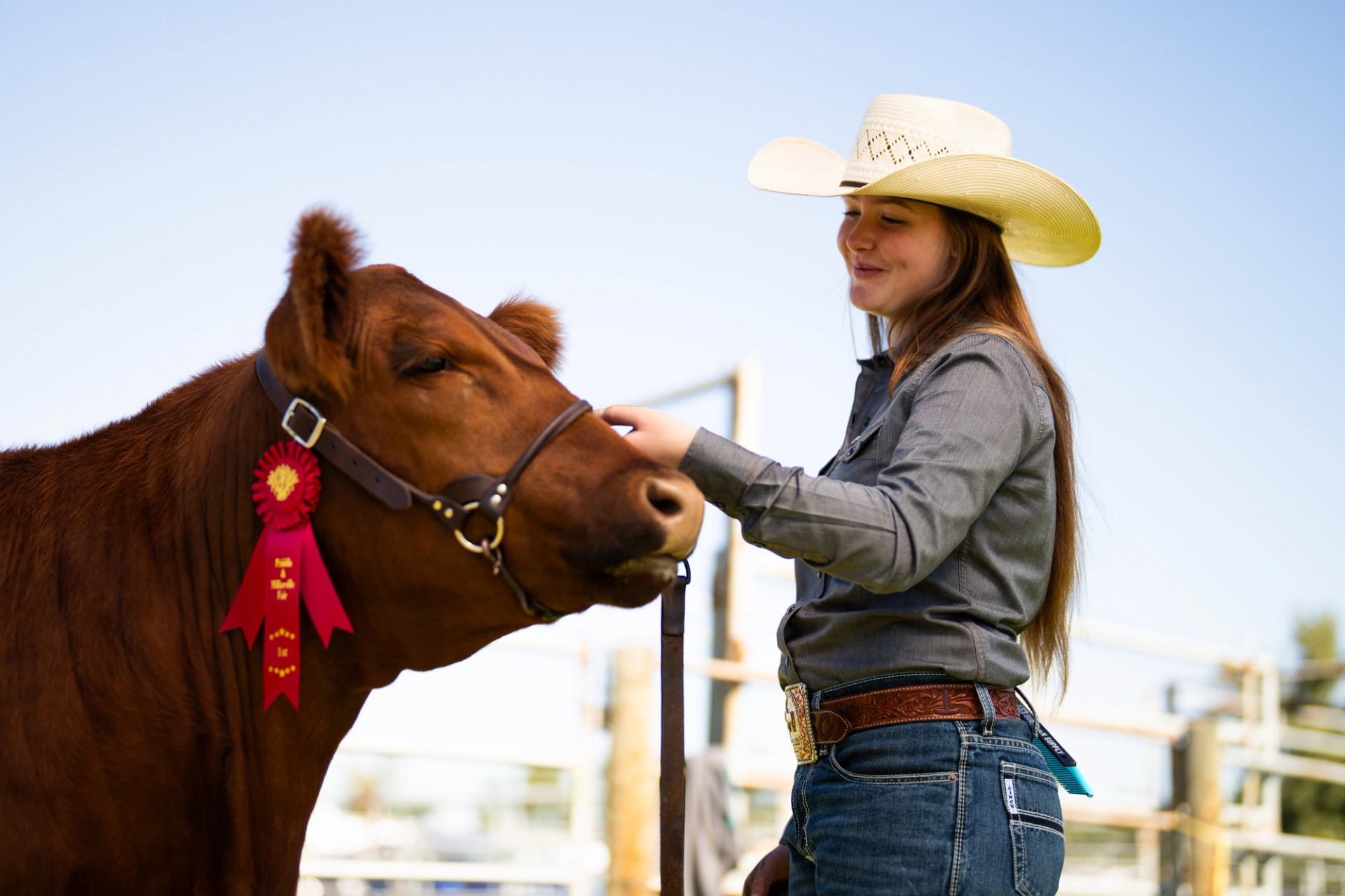 Person in cowboy hat holding prize-winning brown cow with red ribbon at fairground.