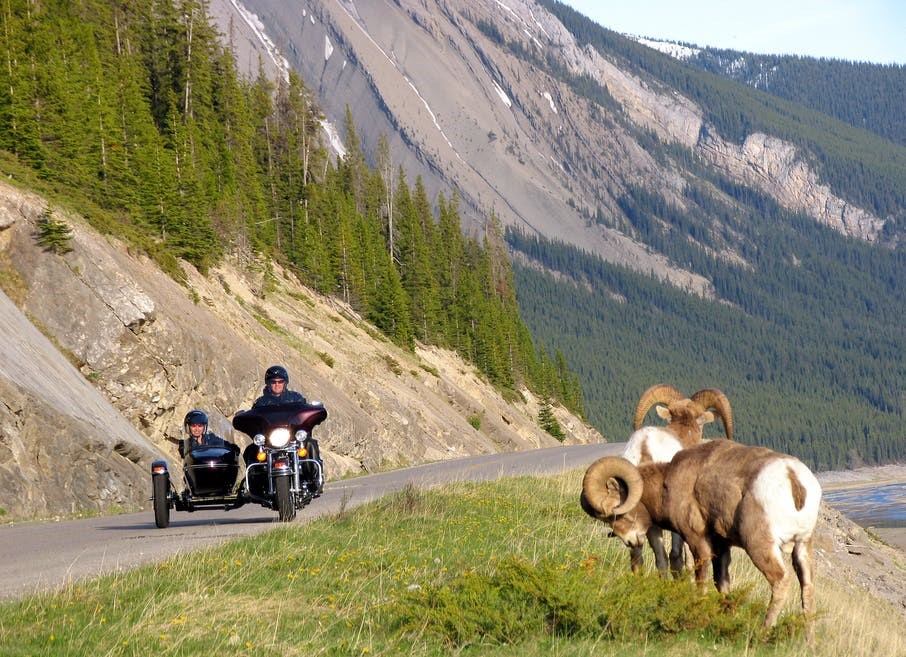 Motorcycle with sidecar passing bighorn sheep on mountain road.