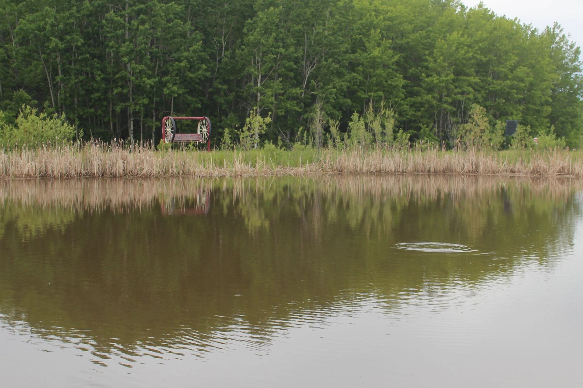 Pond with circular ripple, reeds along shore and red wagon-wheel bench by trees.
