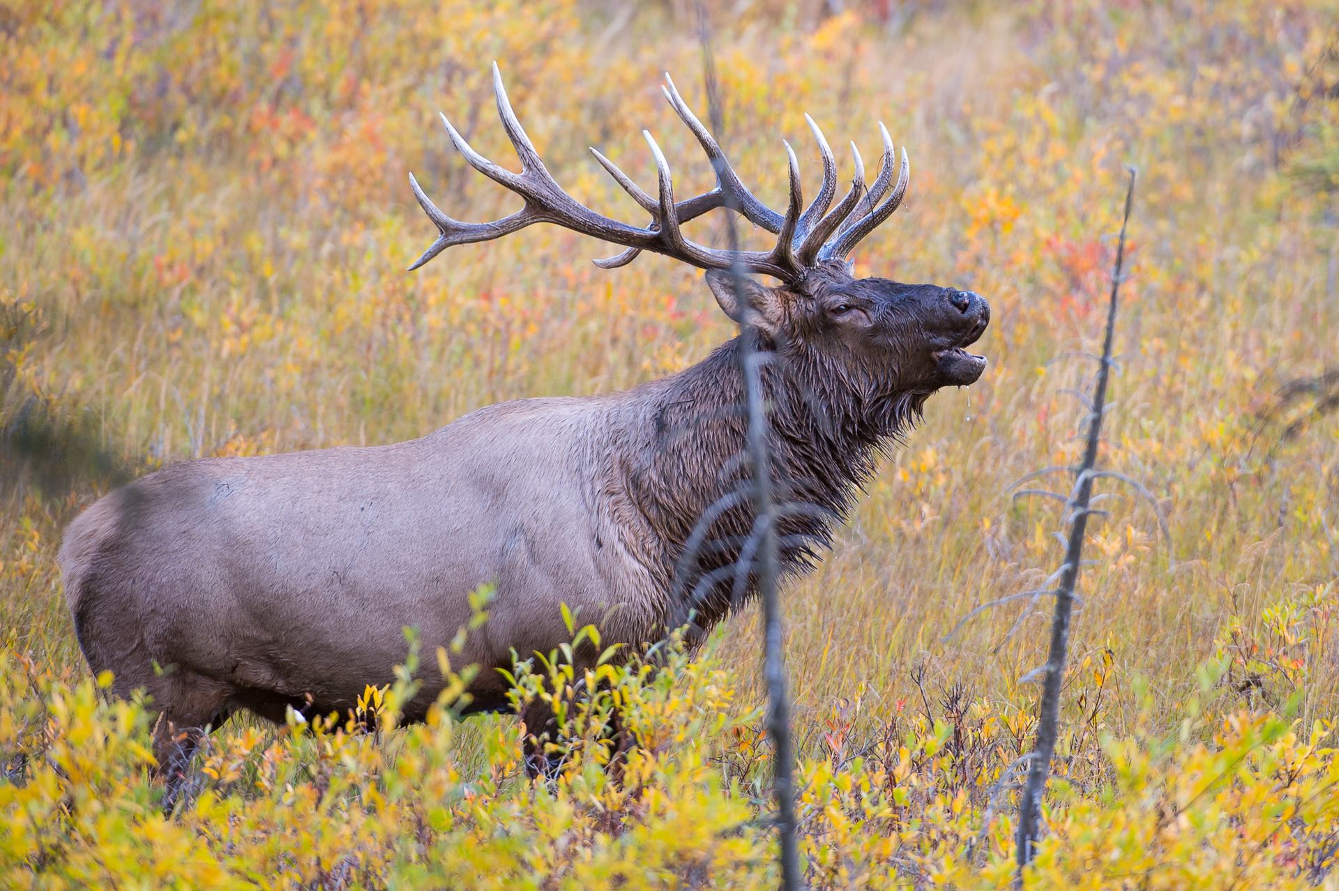 Bull elk with large antlers stands in tall grass and colourful shrubs.