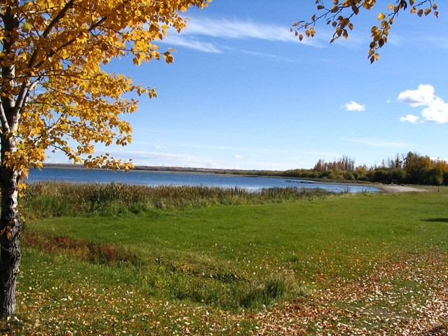 Tree with yellow leaves beside a grassy lakeshore under a bright blue sky.