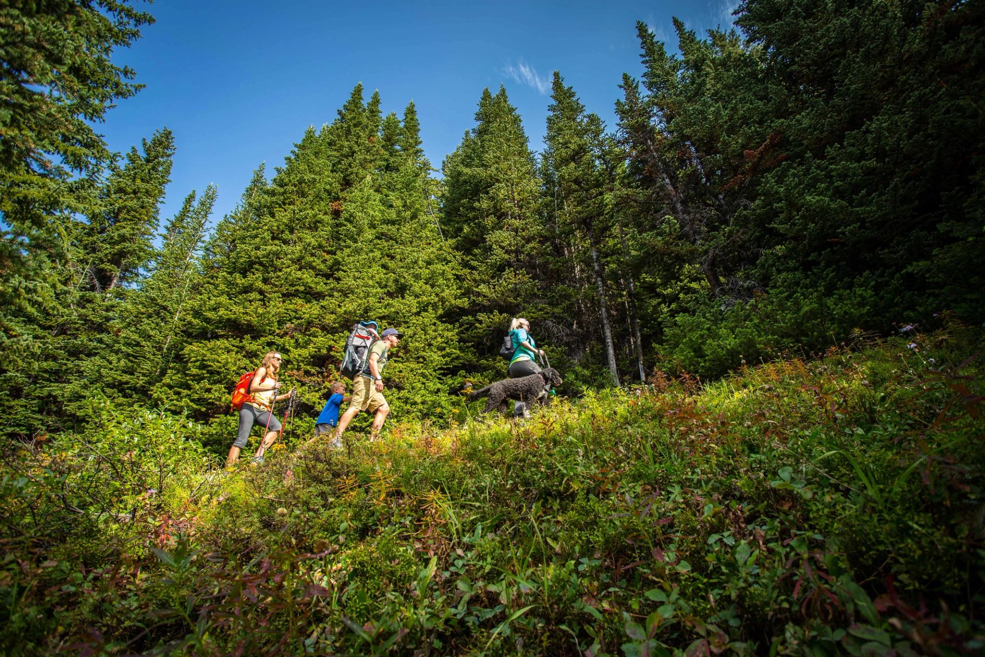 Hikers with backpacks and a dog walk along a forest trail under clear sky.