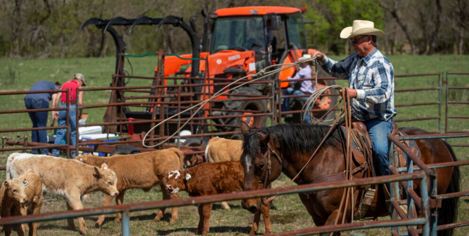 Person on horseback swinging a lasso inside a fenced pen with several calves, while a bright orange tractor and other ranch equipment are visible in the background.