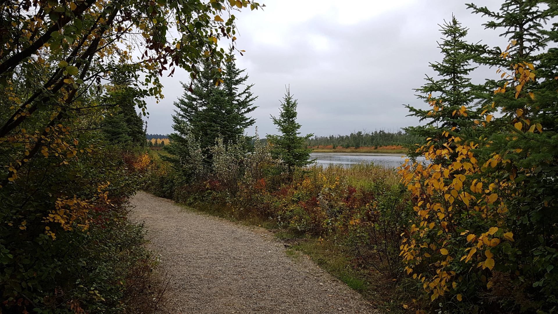 Gravel path through autumn forest by a calm lake.