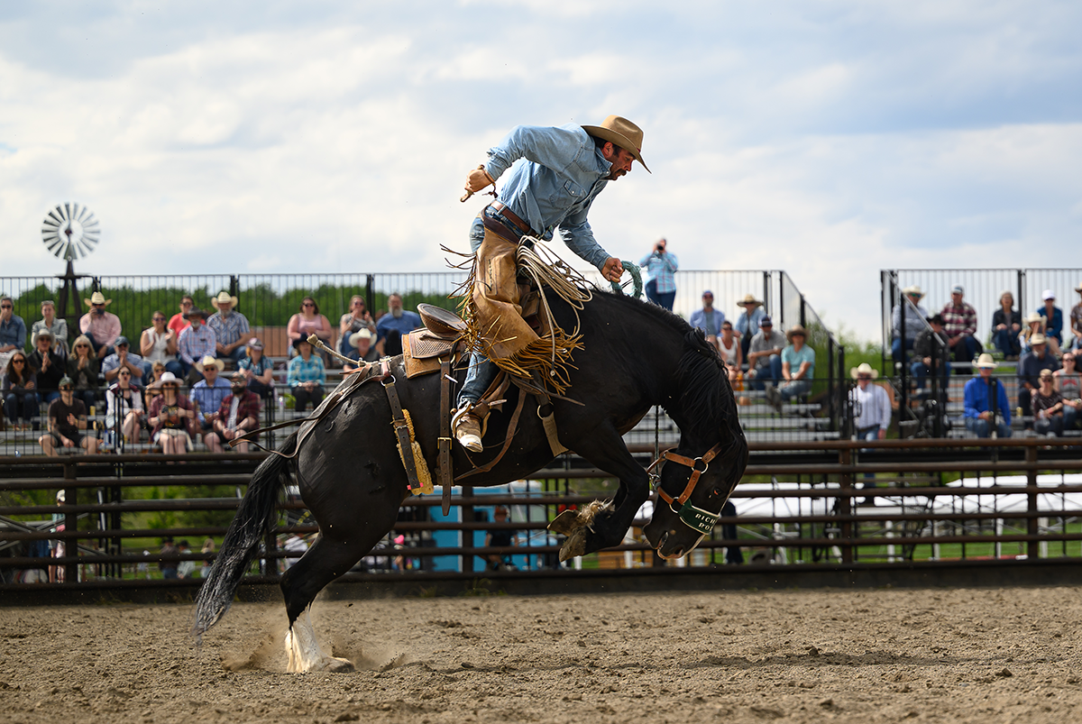 Rider competing in ranch bronc riding as the horse bucks inside an outdoor arena.