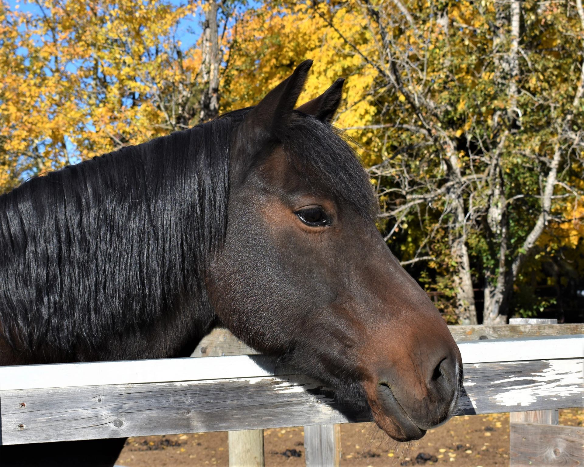 Horse rests head over wooden fence with yellow-leaved trees behind.