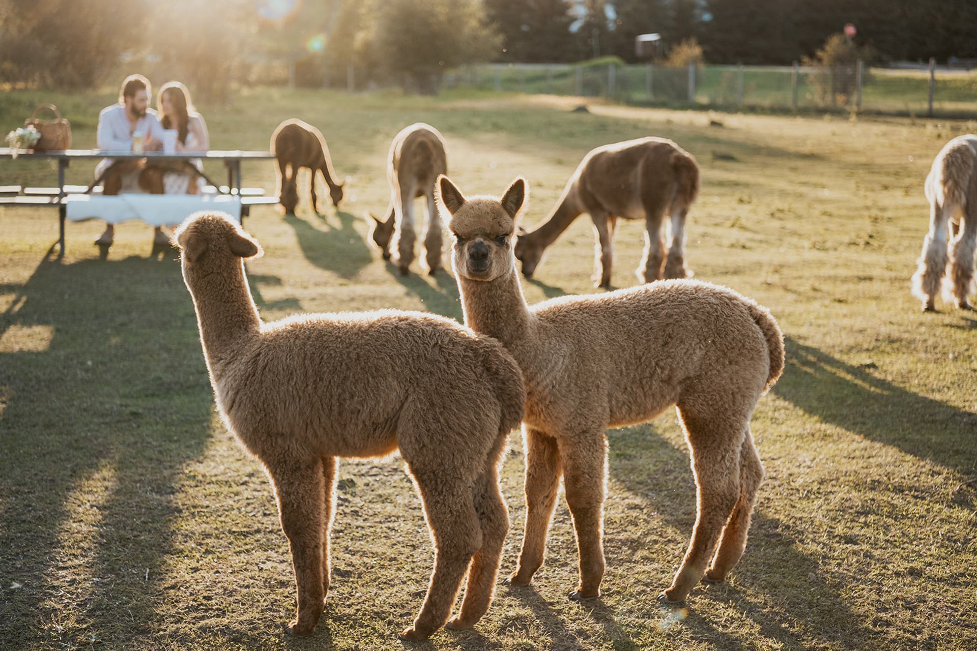 Alpacas standing in a sunlit field with people having a picnic in the background.