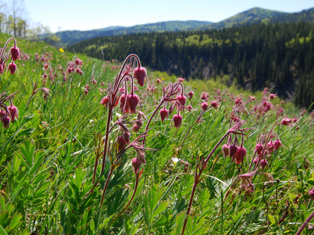 Bluerock Campground | Canada's Alberta thumbnail