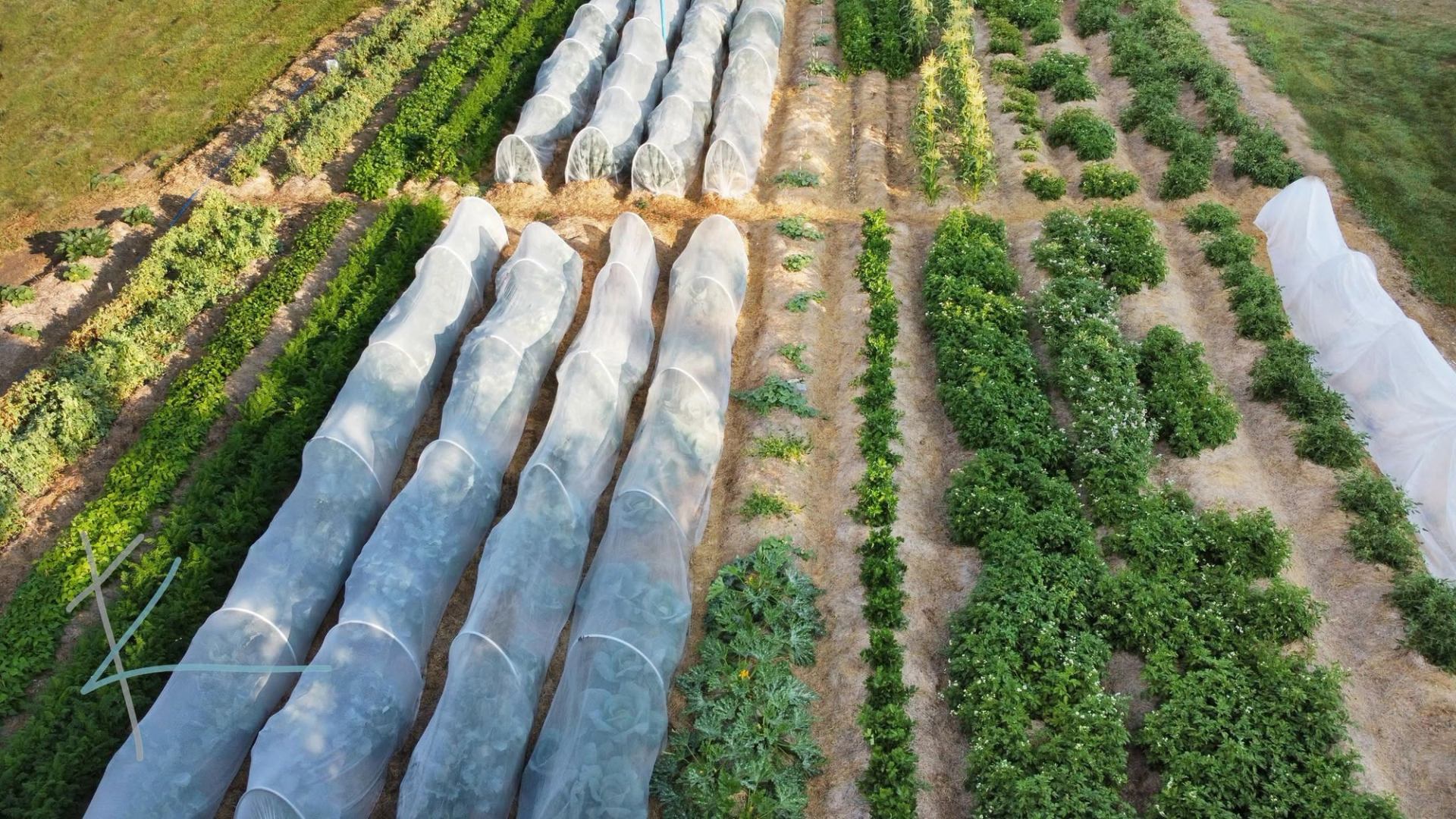 Kross Farm showcases diverse vegetable crops growing in neatly organized garden rows.