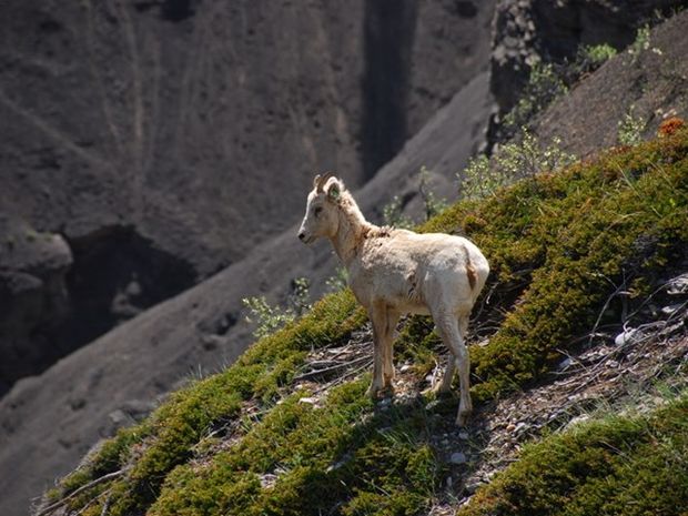 A mountain goat on a mountain side in Sheep River Valley.