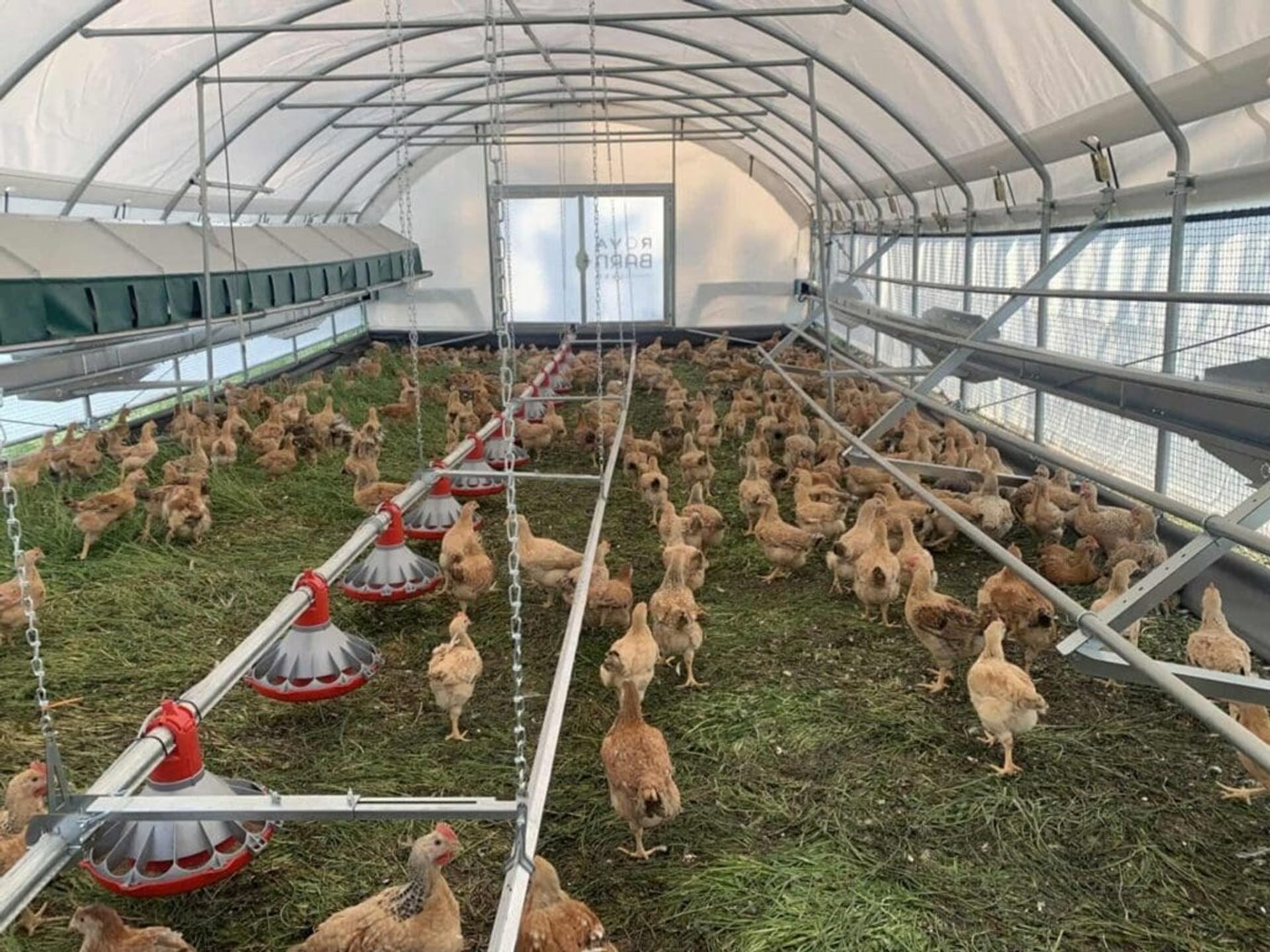 Chickens walk on grass inside a covered poultry barn with hanging red feeders.